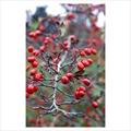 thornapple, May-tree, whitethorn, hawberry, سرخه ولیک ,زالزالک برگ‌ریز 